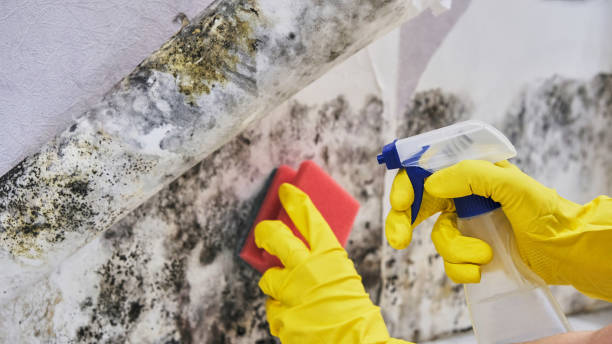 Best Commercial Mold Inspection  in Winter Haven, FL